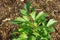 Healthy lovage in the garden