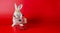 Healthy lovely bunny easter fluffy brown rabbits, Easter bunny rabbit with shopping cart on red background,