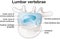 Healthy lumbar vertebrae and intervertebral disc. Labeled illustration