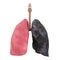 Healthy Lung and Smokers Lung Isolated