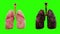 Healthy lungs and disease lungs on green screen rotate. Autopsy medical concept. Cancer and smoking problem.