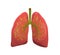 Healthy lungs organ metaphor flat vector illustration