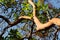 Healthy Madrona Tree during Summertime