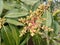 Healthy mango flowers on tree