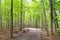 Healthy maple forest pathway during summer