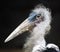 Healthy Marabou Stork with Scruffy Feathers