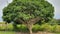 Healthy and Mature Full-Grown Mango Tree