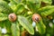 Healthy Medlars in fruit tree - Bawdy autumn fruit medlar brown Mespilus germanica