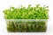 Healthy Microgreen Sprouts Close Up. A detailed view of green sprouts showcasing their freshness. Perfect for health and