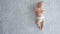 A healthy newborn baby in a diaper without clothes, top view. Full length . Happy newborn boy lies on a blue blanket and actively