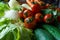 Healthy nutrition with fresh raw vegetables: a low angle close up view of a group of salad ingredients, lettuce, tomatoes,