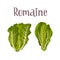 Healthy nutrition product. Fresh tasty romaine salad.