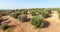 Healthy olive trees in row from above. Aerial view on plantation. Slow motion video