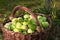 Healthy organic apples in a basket. The collected ecologically pure crop of pears in the orchard