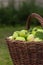 Healthy organic apples in a basket. The collected ecologically pure crop of pears in the orchard