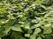 Healthy organic bean plants planted in rows, crop planting at the fields