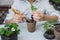 Healthy organic food concept. Close up of hands children hold seedling tomato In peat pot. Seedling green plant of tomato.