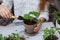 Healthy organic food concept. Close up of hands children hold seedling tomato In peat pot. Seedling green plant of tomato.