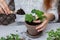 Healthy organic food concept. Close up of hands children hold seedling tomato In peat pot. Seedling green plant of tomato.