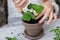 Healthy organic food concept. Close up of hands children hold seedling tomato In peat pot. Seedling green plant of tomato.