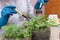 Healthy organic food concept. Close up of hands hold seedling In peat pot. Seedling green plant. Springtime. Girl