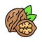 Healthy organic food, whole and peeled walnut vector design
