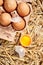 Healthy organic free range hens egg broken open