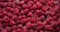 Healthy Organic Fresh Juicy Raspberry Fruit Berrie Macro Background