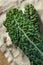 Healthy Organic Green Lacinato Kale