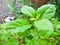 Healthy and organic Indian basil leaves