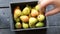 Healthy Organic Pears