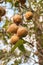 Healthy organic pears hanging on a on a pear tree branch