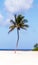 Healthy palm tree isolated on a beach