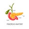 Healthy pancreas concept. Vector illustration