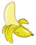 A healthy pealed open yellow banana vector or color illustration