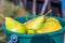 Healthy pears close up shot on green plastic bucket