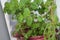 A healthy peppermint plants in urban garden