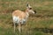 Healthy pronghorn deer