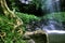 Healthy rainforest in Dorigo