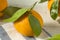 Healthy Raw Organic Satsuma Mandarin Oranges