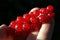 Healthy Red Currant (Ribes rubrum) fruit held in h