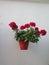 Healthy red geranium in pot on village wall