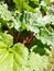 Healthy Rhubarb on a Bright Sunny Day