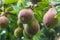 Healthy ripe pears growing among green leaves