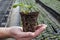 Healthy, rooted strawberry plug plant held in a hand