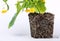 Healthy roots of young cucumber plants, vegetables