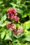 Healthy rosebush buddleia butterfly in bloom. Beautiful pink flower close-up.