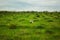 The healthy rural life. The woman and man in the green field