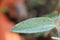 Healthy sage close up