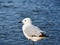 Healthy Seagull Perched on One Leg Beside Ocean